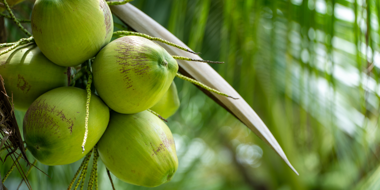 Young Green Coconuts
