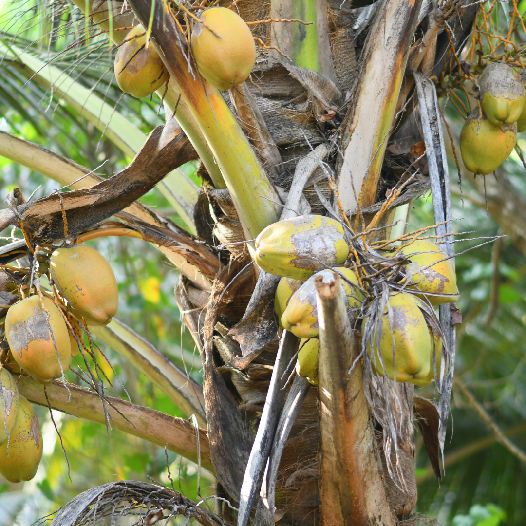 Benefits Of Coconut Water